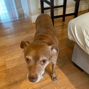 Meet your Posher, Sydney